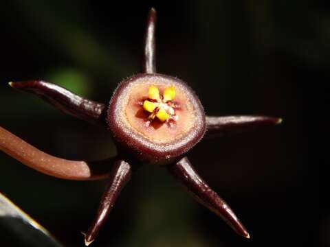 Ceropegia caespitosa subsp. caespitosa resmi