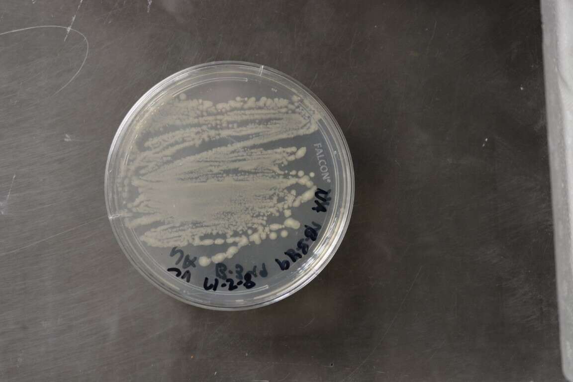 Image de Bacillus megaterium