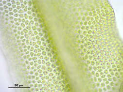 Image of zygodon moss