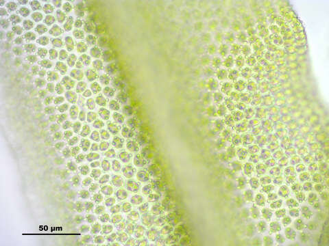 Image of zygodon moss