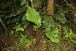 Image of Anthurium bonplandii G. S. Bunting