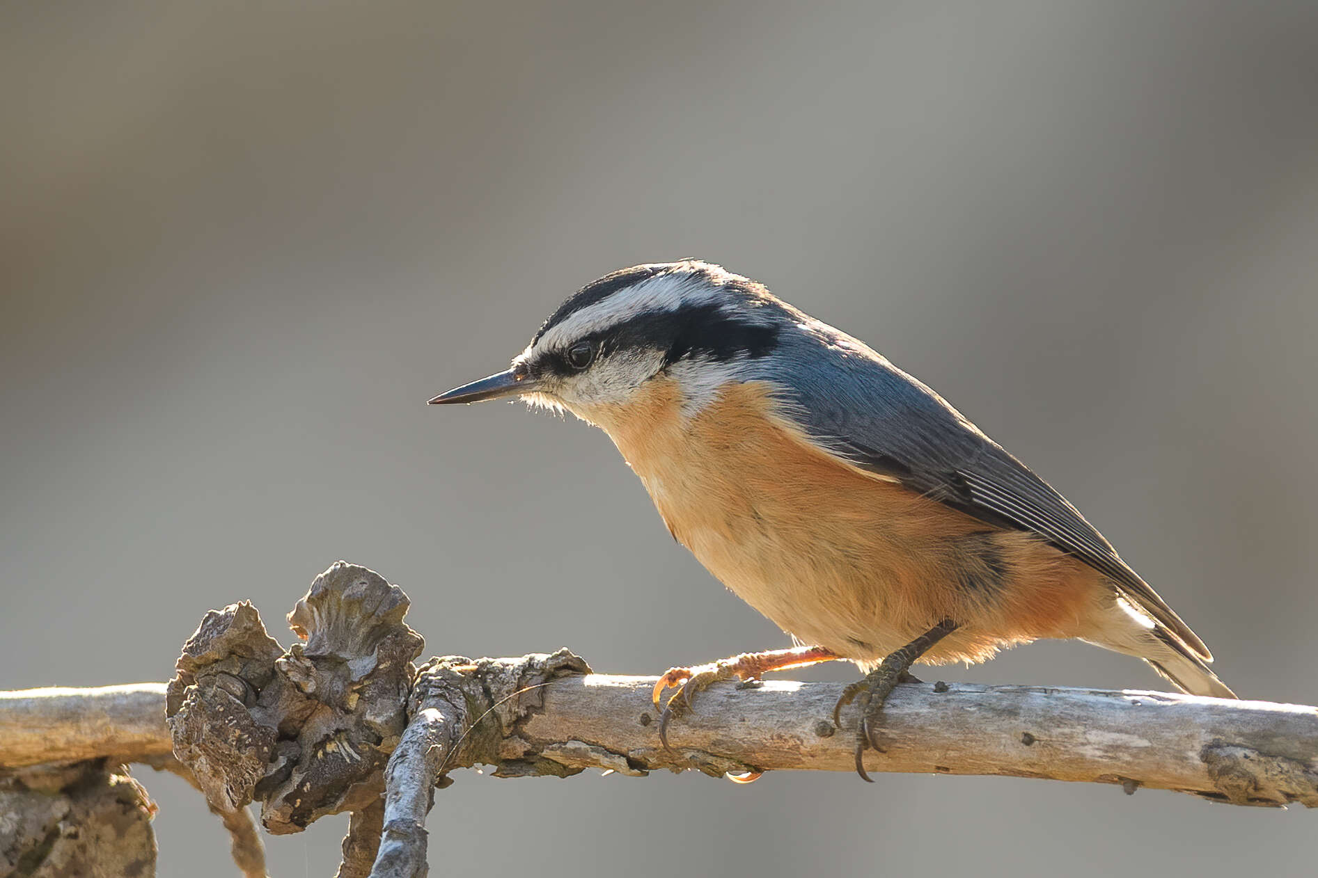 Image of Red-breasted Nuthatch