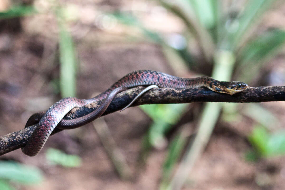 Image of Fowlea flavipunctatus