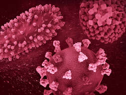 Image de Human respiratory syncytial virus