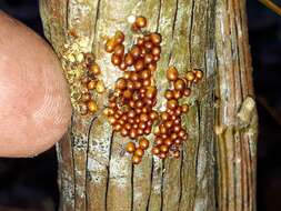 Image of Egg-shell Slime Mould