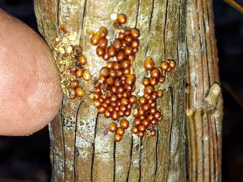 Image of Egg-shell Slime Mould