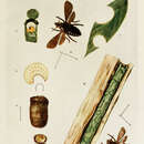 Image of Megachile anthracina Smith 1853