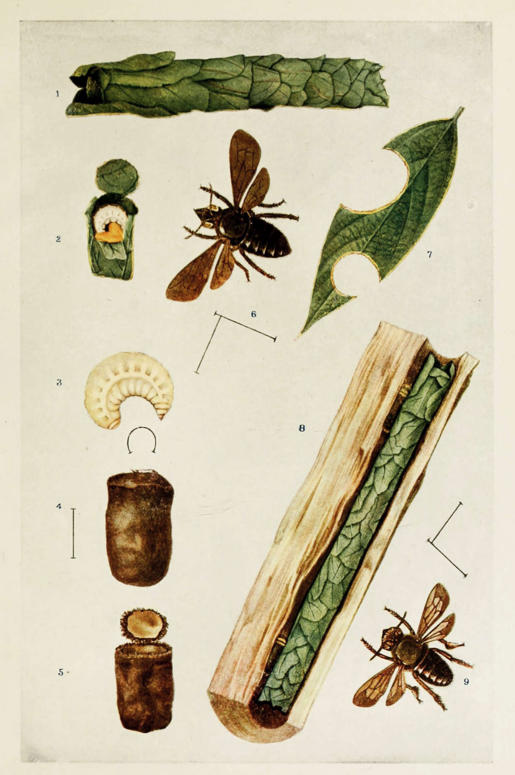 Image of Megachile anthracina Smith 1853