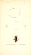 Image of Astraeus flavopictus Laporte & Gory 1837