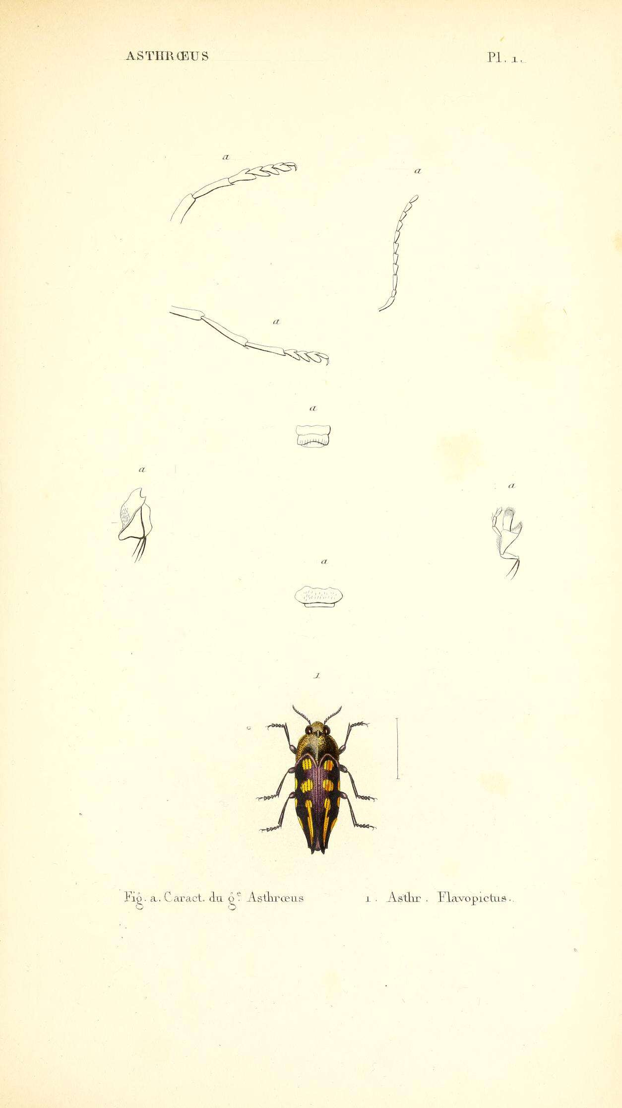 Imagem de Astraeus flavopictus Laporte & Gory 1837