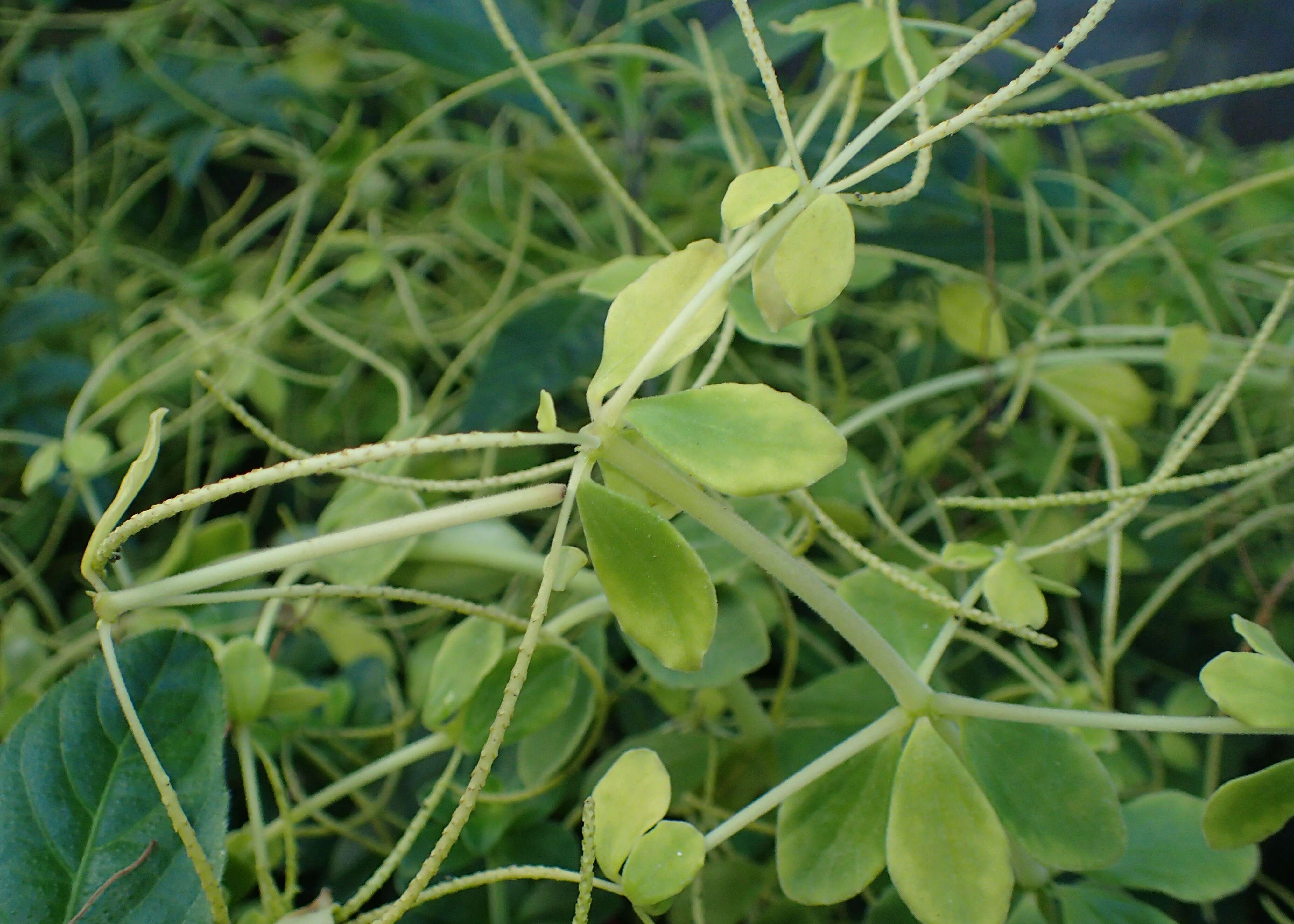 Image of Peperomia verticillata (L)