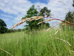 Image of oatgrass