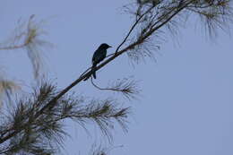 Image of Black Drongo