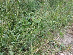 Image of fall panicgrass