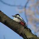 Image of Great spotted woodpecker