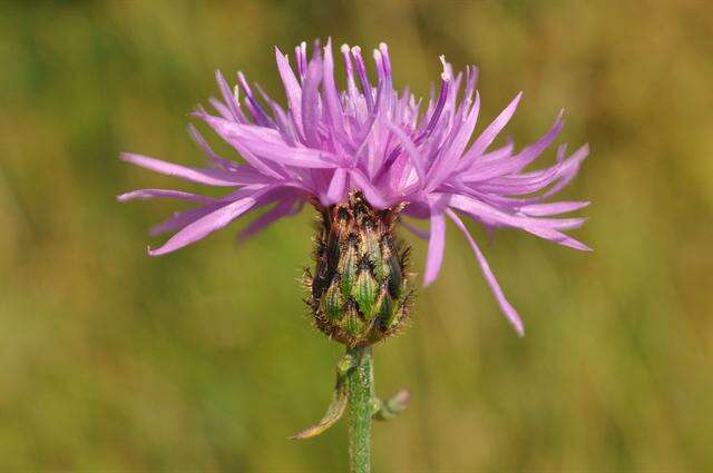 Image of spotted knapweed