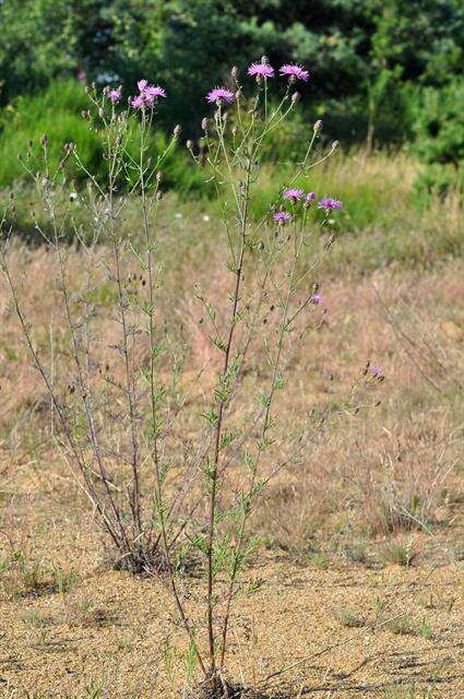 Image of spotted knapweed