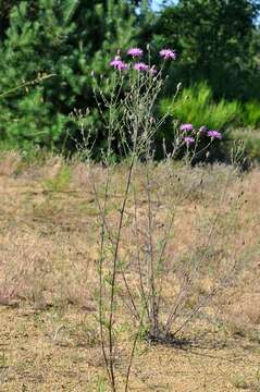 Image of spotted knapweed