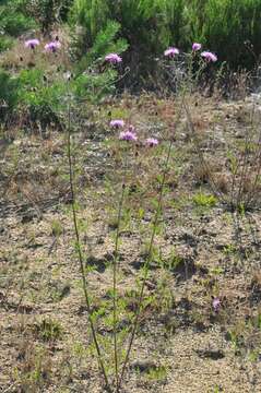 Image of spotted knapweed