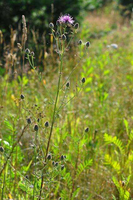 Image of spotted knapweed