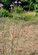 Image of spotted knapweed