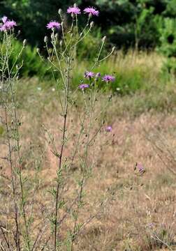 Image of spotted knapweed