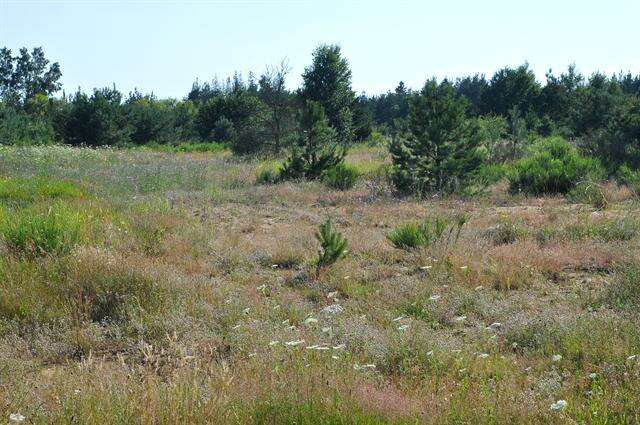 Image of spotted knapweed