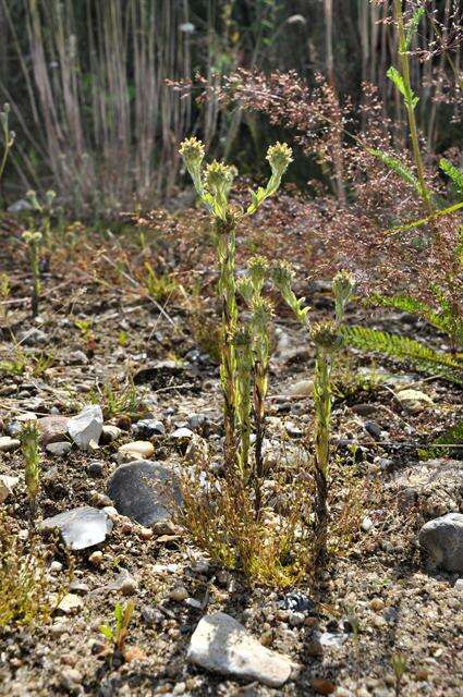 Image of common cottonrose