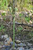 Image of common cottonrose