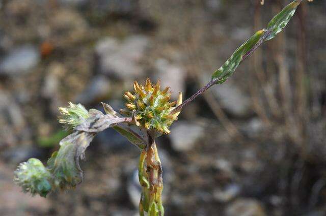 Image of common cottonrose