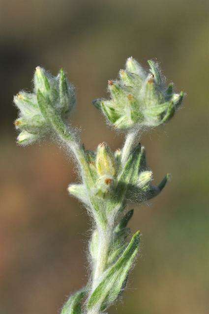 Image of cottonrose