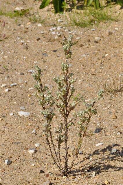 Image of cottonrose