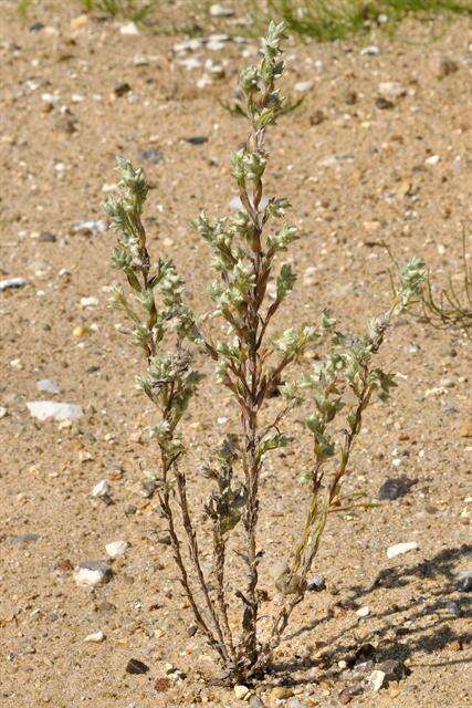 Image of cottonrose