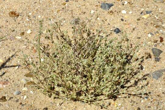 Image of slender cudweed