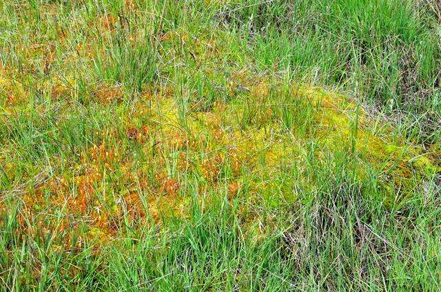 Image of Sundews