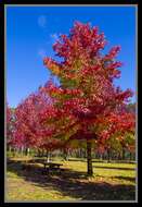 Image of American Sweetgum