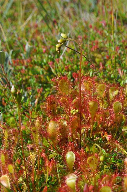 Imagem de Drosera obovata Mert. & Koch