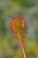 Imagem de Drosera obovata Mert. & Koch