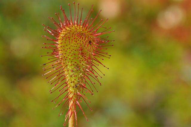 Imagem de Drosera obovata Mert. & Koch