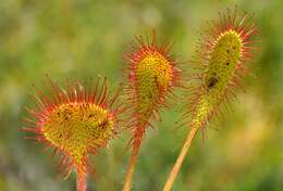 Imagem de Drosera obovata Mert. & Koch