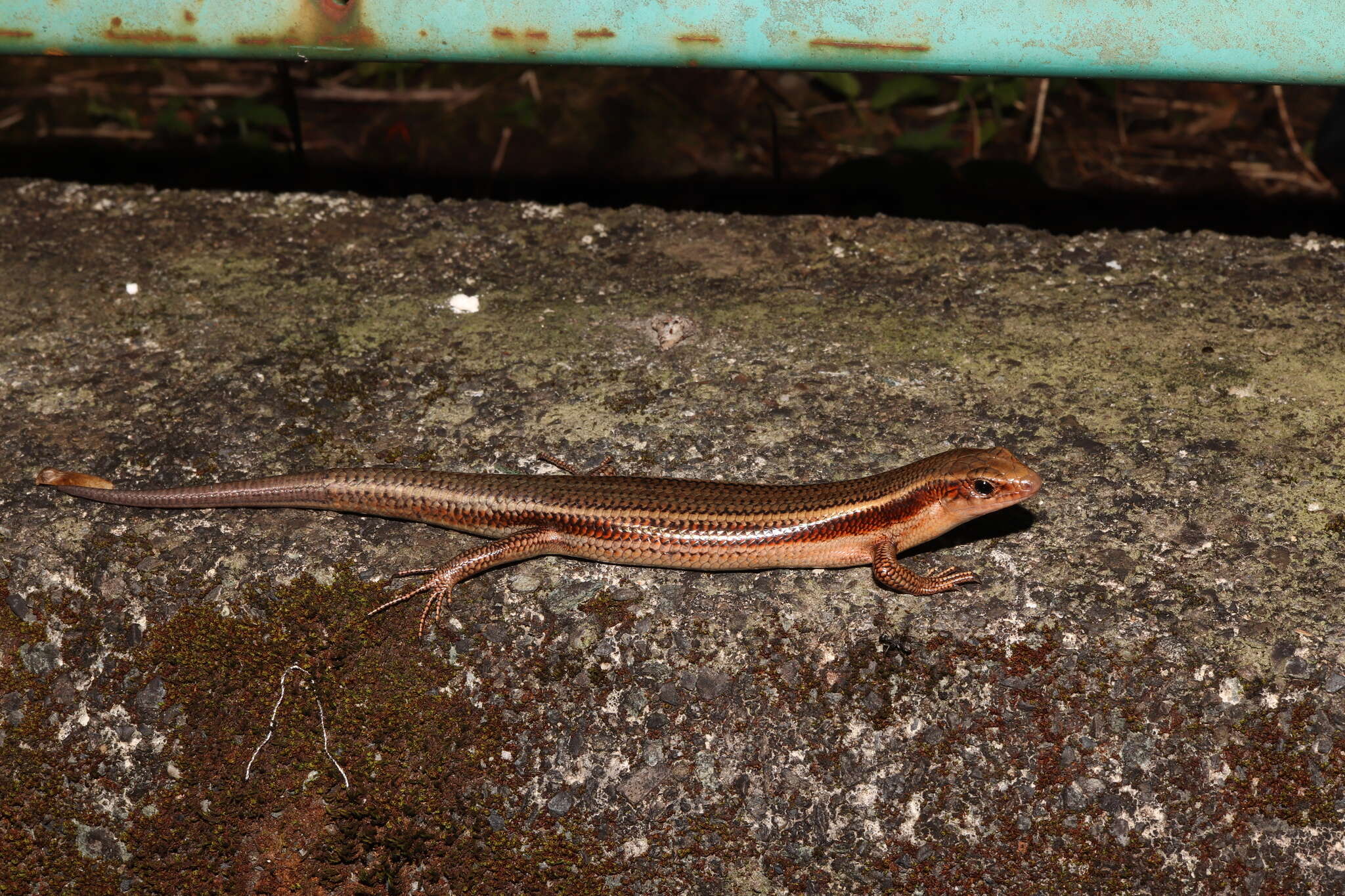 صورة Plestiodon latiscutatus Hallowell 1861