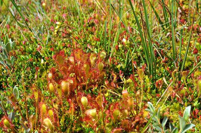 Imagem de Drosera obovata Mert. & Koch