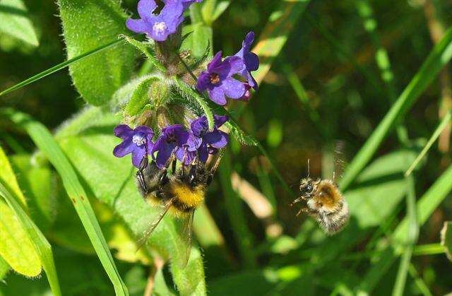 Image of honeybees, bumblebees, and relatives