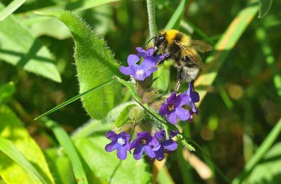 Image of honeybees, bumblebees, and relatives