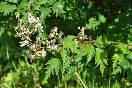 Image of cut-leaved bramble