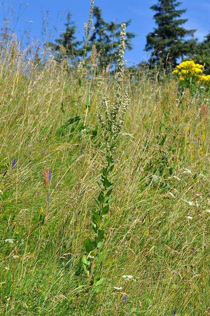 Image of mullein