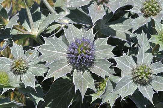 Image de Eryngium