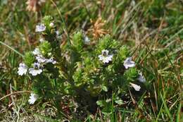 Imagem de Euphrasia dunensis Wiinst.