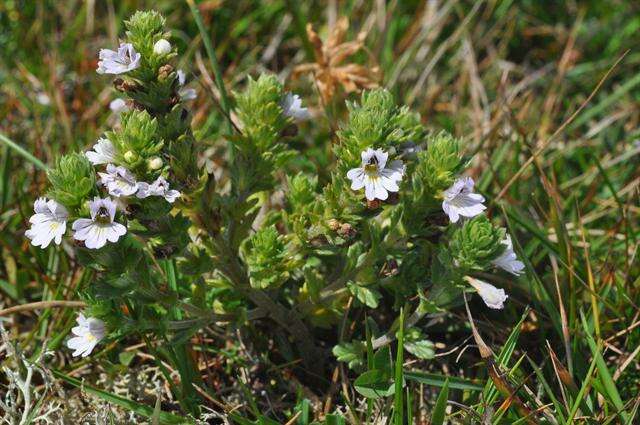 Imagem de Euphrasia dunensis Wiinst.