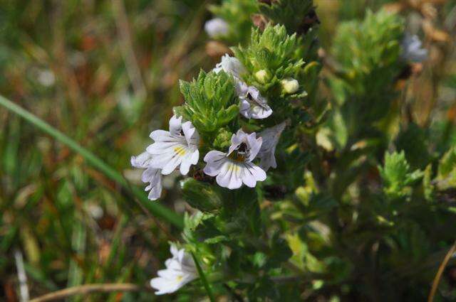 Imagem de Euphrasia dunensis Wiinst.